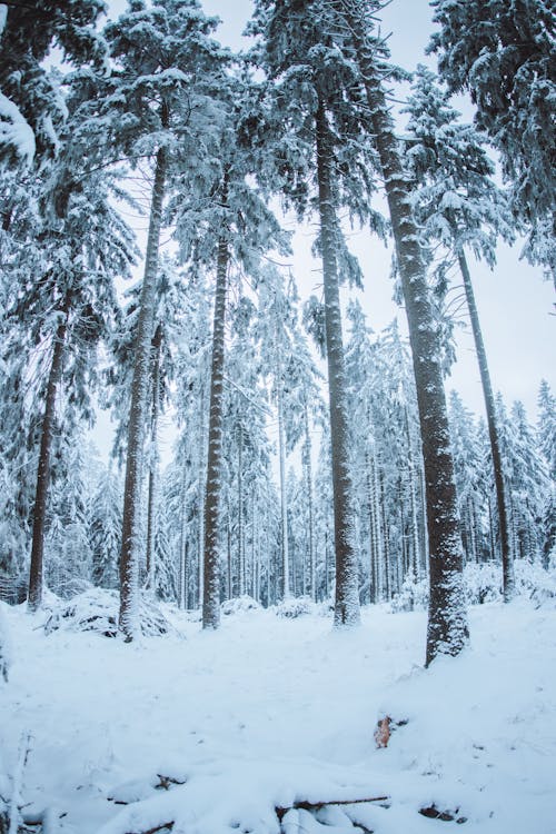 คลังภาพถ่ายฟรี ของ ต้นไม้, ธรรมชาติ, มีหิมะปกคลุม