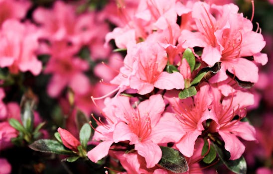 Azalea image