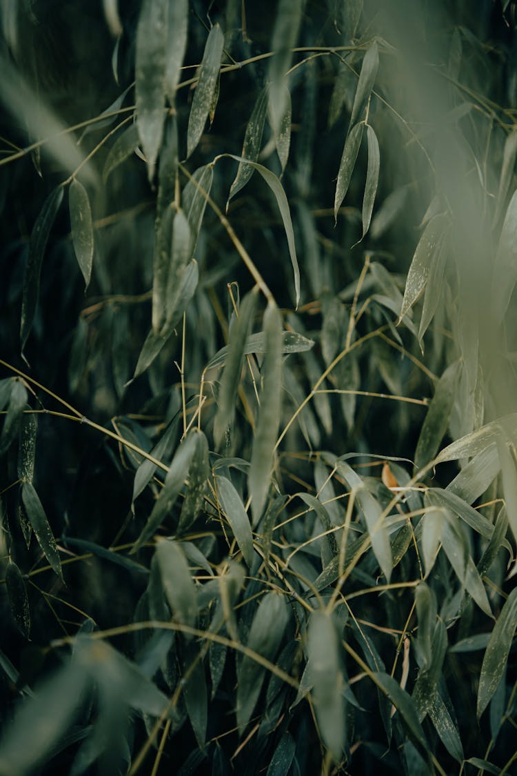 Tropical Tree With Green Leaves