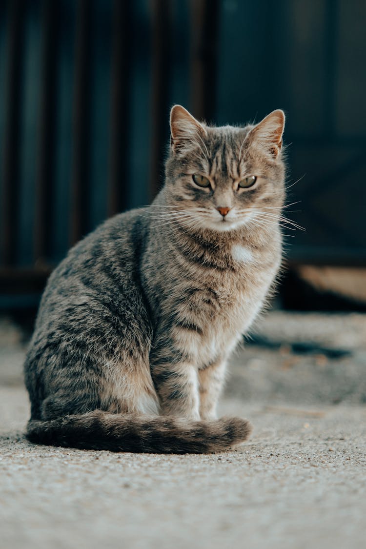 Tabby Cat Sitting