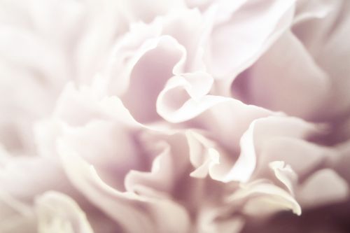 Free Delicate close-up of floral petals with soft focus and pastel hues, creating a gentle, ethereal feel. Stock Photo