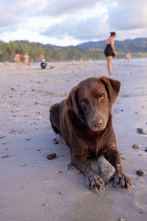 Gratis lagerfoto af behåret, brun hund, hund