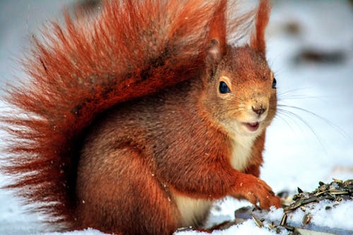 選擇性聚焦照片中白天白天在雪上的棕色松鼠
