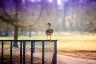 雾蒙蒙的宁静公园里，一只埃及鹅站在围栏上