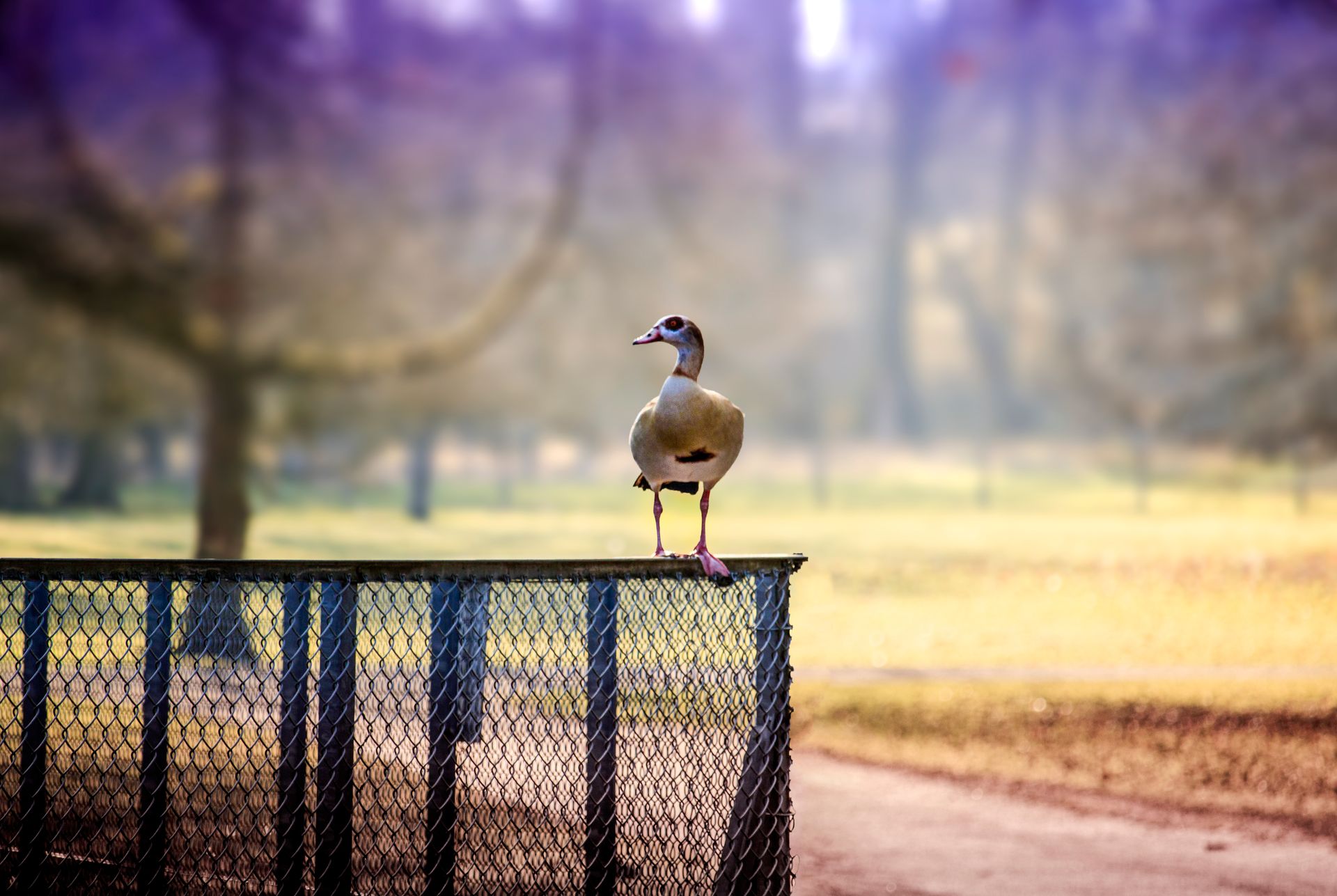 Selective Focus Photography of Goose Perched on Chain Link Fence