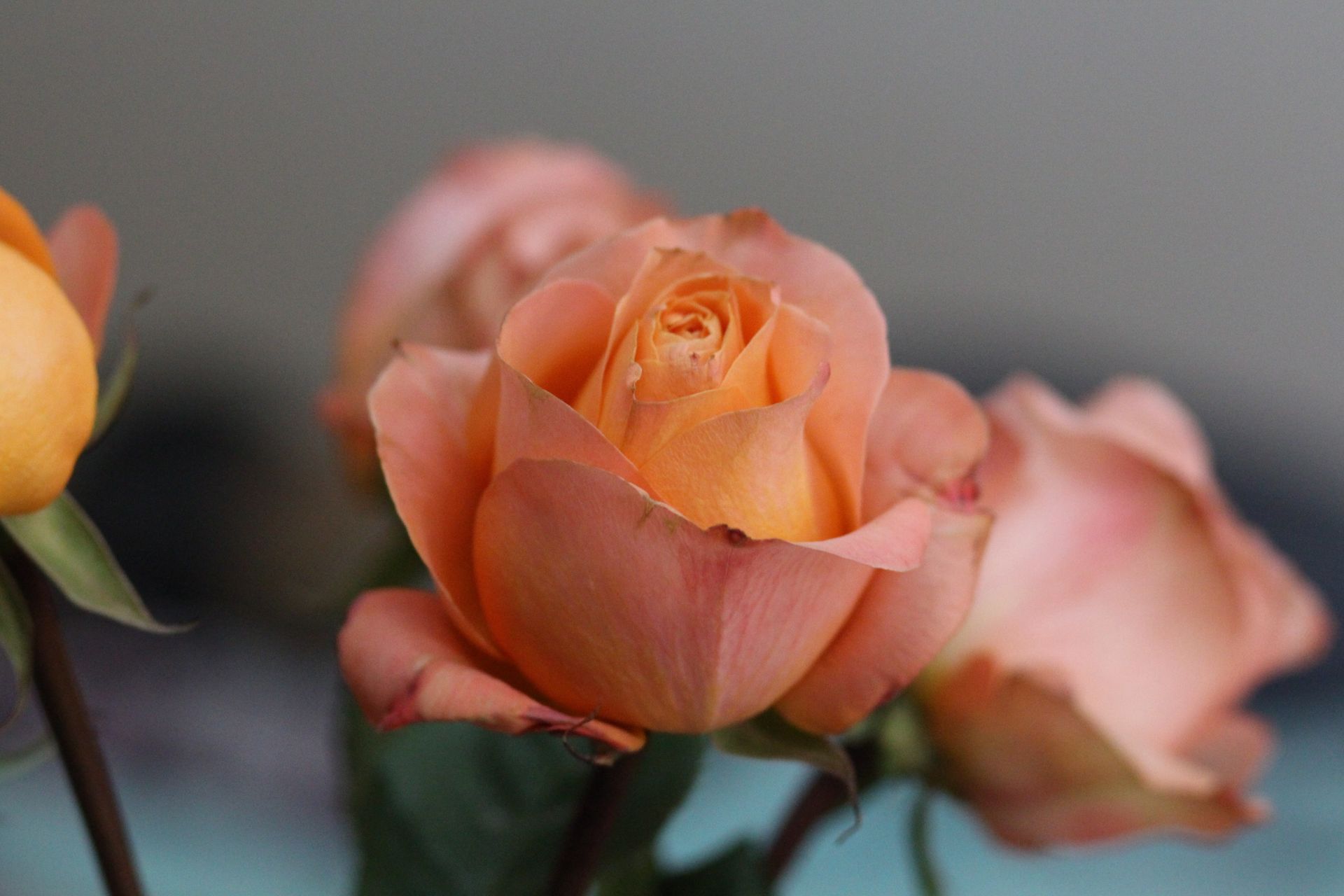 Beautiful coral roses in full bloom with soft petals and blurred background, showcasing delicate beauty.