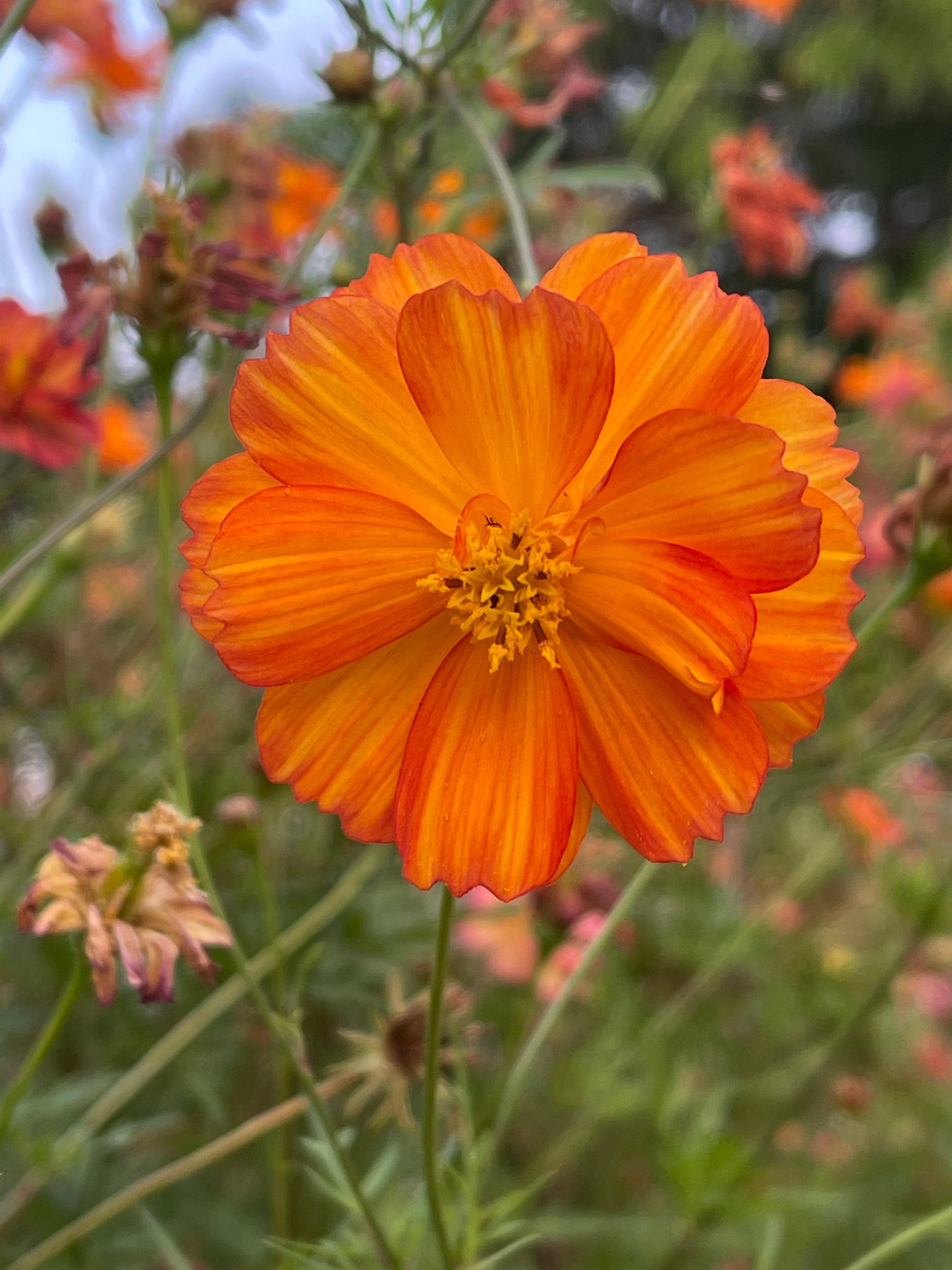 A beautiful close-up of an orange cosmos flower in a lush meadow, showcasing its vivid colors.