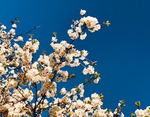 無料 白い花の木 写真素材