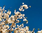 春天，美丽的白色樱花在蓝天下绽放，天空充满活力