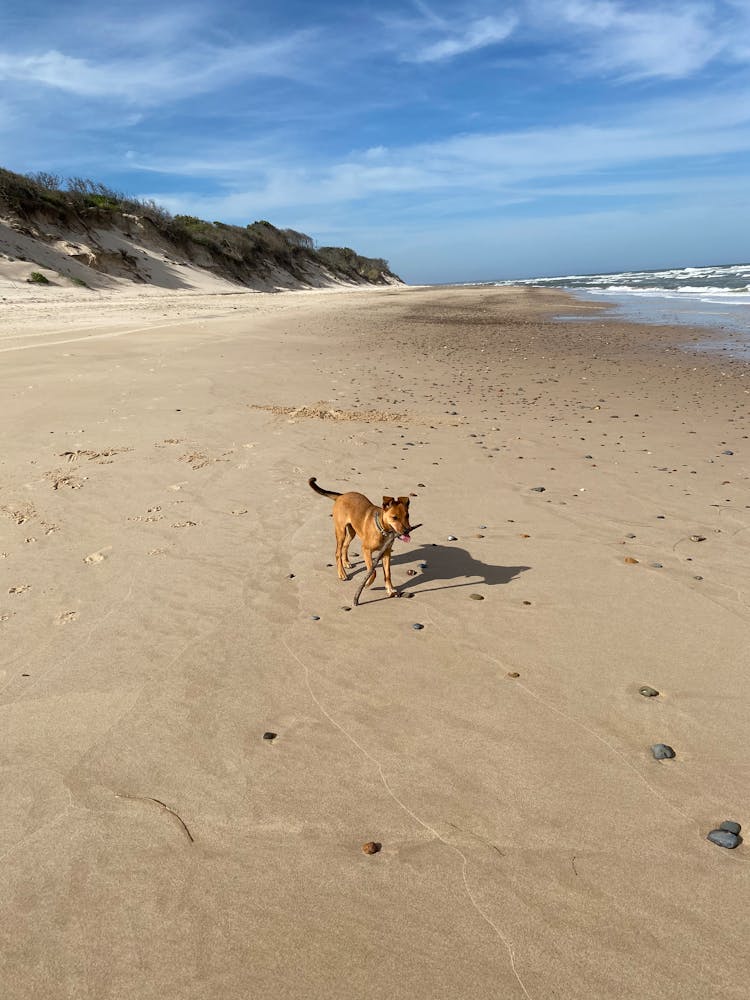 Dog Running On Beach