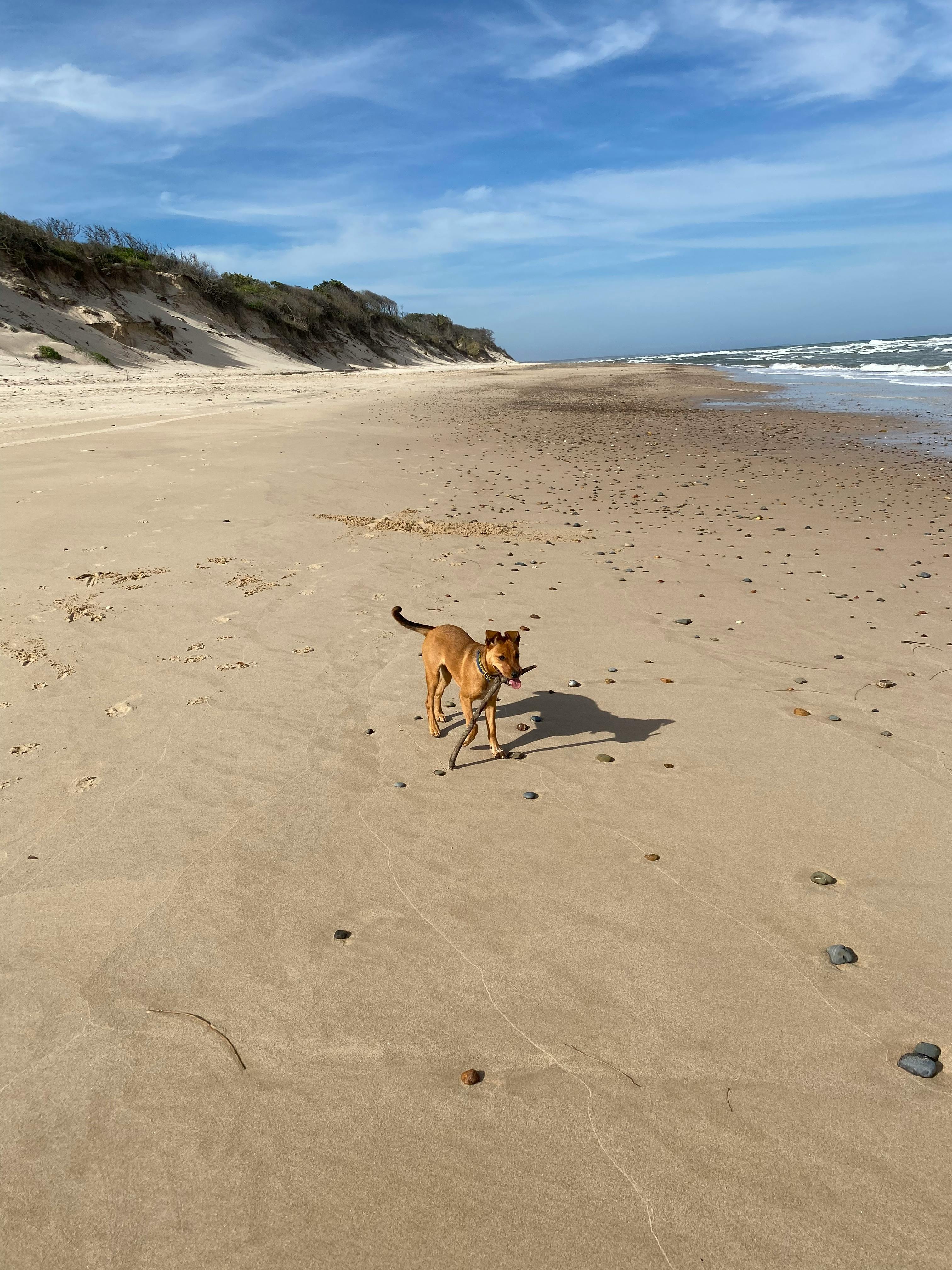 is fire island dog friendly