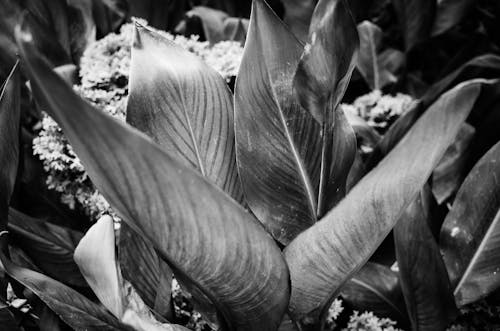 Foto d'estoc gratuïta de blanc i negre, escala de grisos, fulles