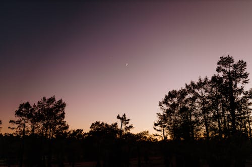 ağaçlar, akşam, akşam karanlığı içeren Ücretsiz stok fotoğraf