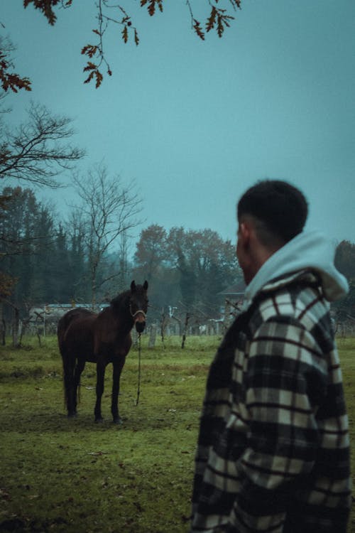 Foto profissional grátis de animal, cavalo, chácara