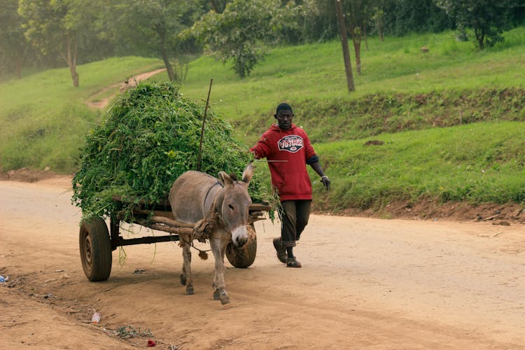 A Man Walking Beside A Donkey Pulling A Cart