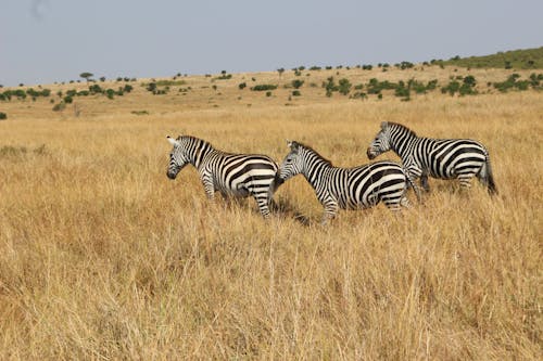 Free Zebra on the Grassland Stock Photo