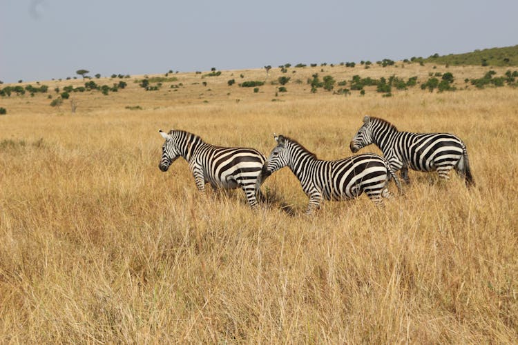 Zebra On The Grassland