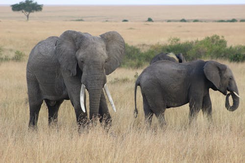 Elephants on Brown Grass Field