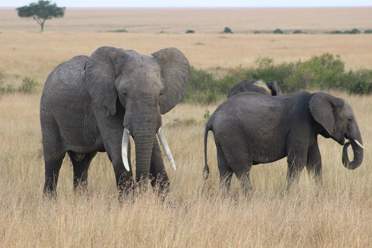 Elephants On Brown Grass Field