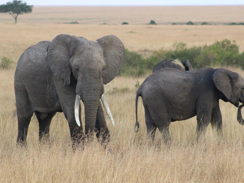 Amboseli Fil Safarisi