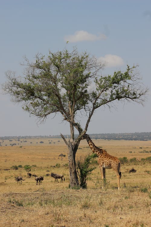 Free A Giraffe Standing by a Tree Stock Photo