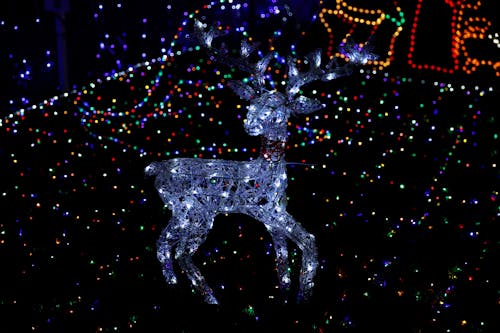 Reindeer out of Christmas Lights