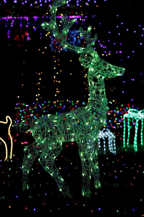Free Stunning Christmas light decoration featuring a reindeer structure glowing in the dark. Stock Photo