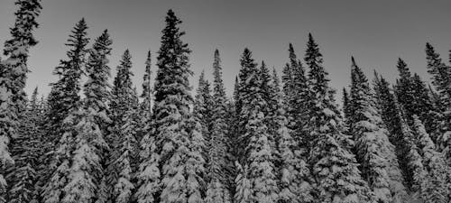 Fotobanka s bezplatnými fotkami na tému les, sneh