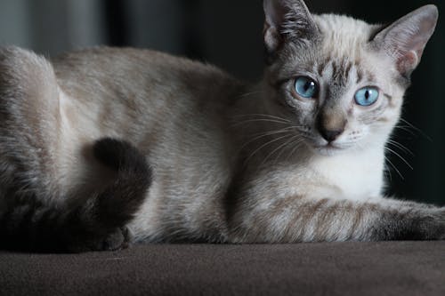 Сиамская кошка на коричневой поверхности