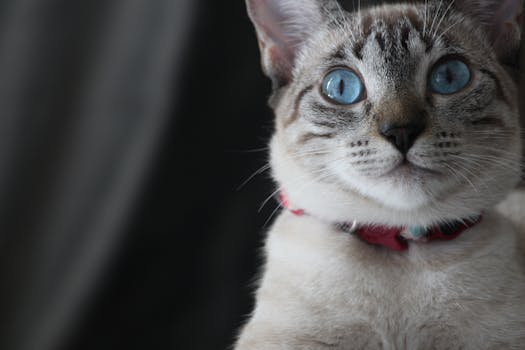 室内特写镜头捕捉到一只蓝眼睛家猫，展现了它引人注目的皮毛