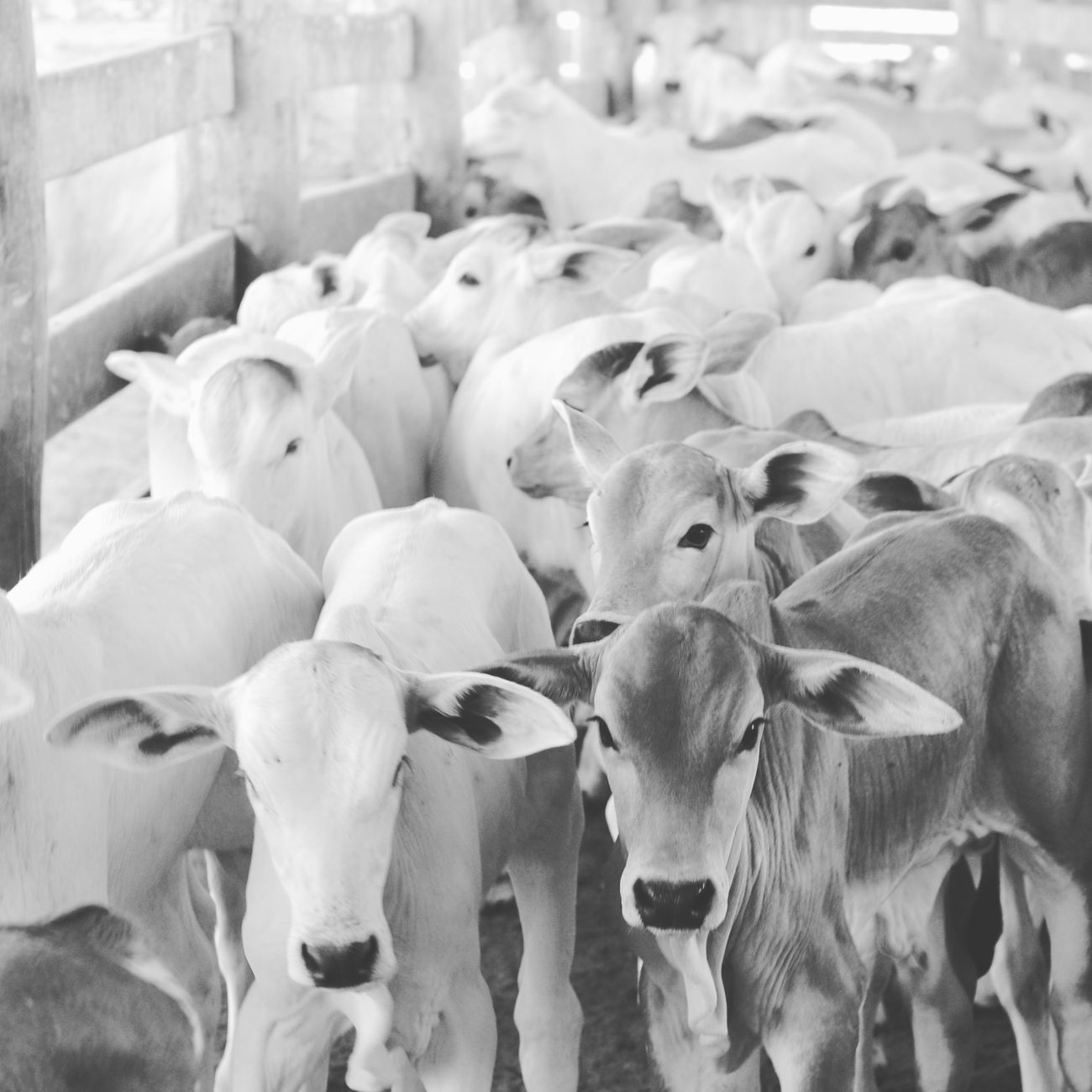 A herd of cattle in a farm setting, captured in black and white.