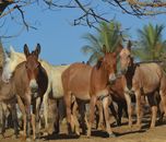Photo of Brown Donkeys