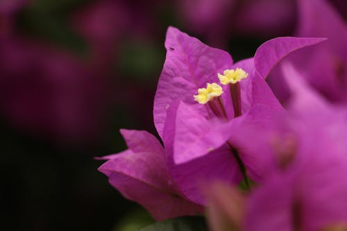 Photos gratuites de fleur, fleurs violettes, magnifiques fleurs