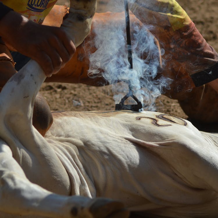 Branding Cattle In Close Up