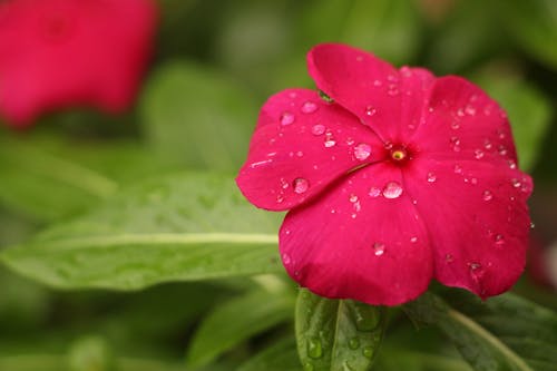 Red Petaled Flower With Rain Drops