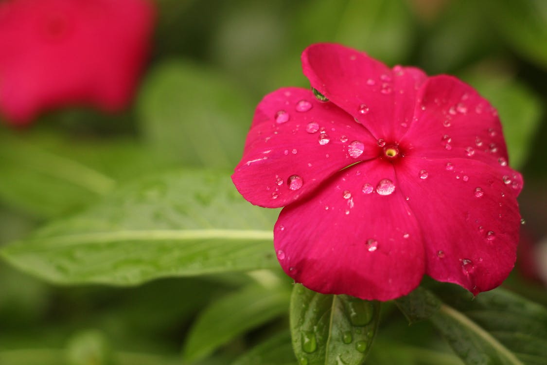 Red Petaled Flower With Rain Drops