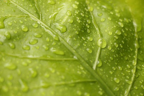 Closeup View of Green Leaf With Rain Drops