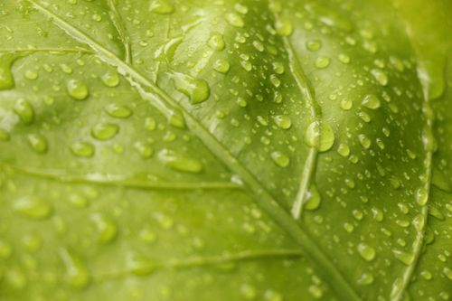 Free Vibrant macro shot of raindrops on a green leaf showcasing nature's freshness. Stock Photo