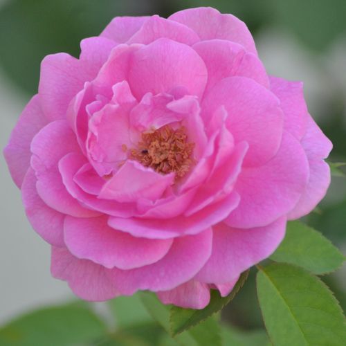 Free A detailed close-up of a pink rose showcasing its vibrant petals and delicate texture. Stock Photo