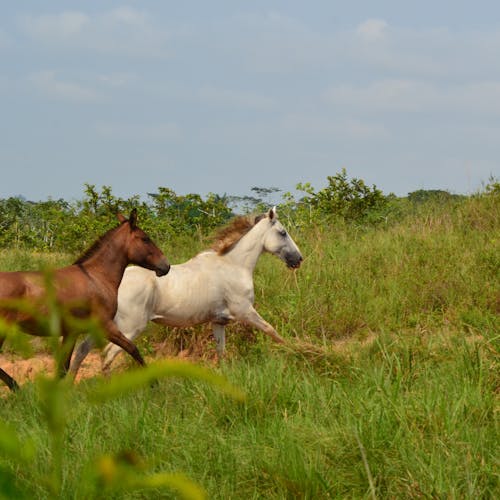 Two Horses Running on Grass