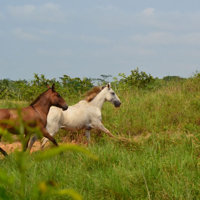 Horses running across open ground, photo by Jose Fagundes on Pexels