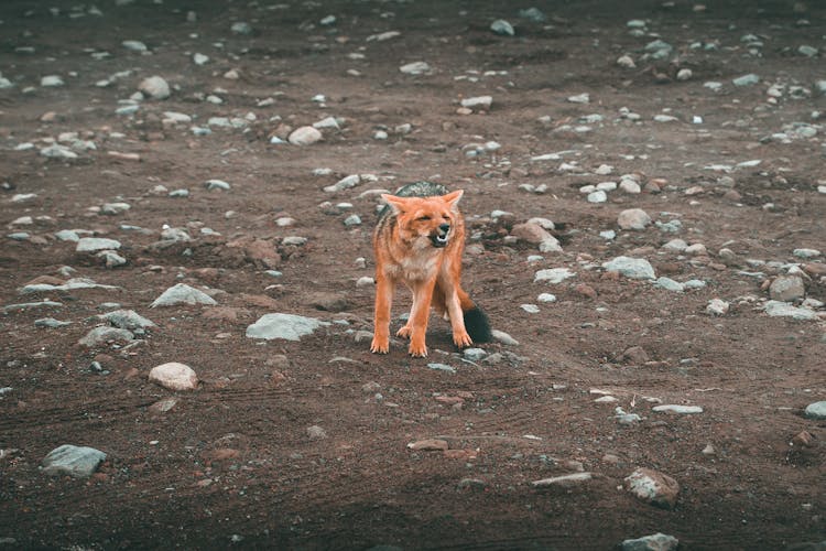 A Brown Fox On Dirt Ground Howling