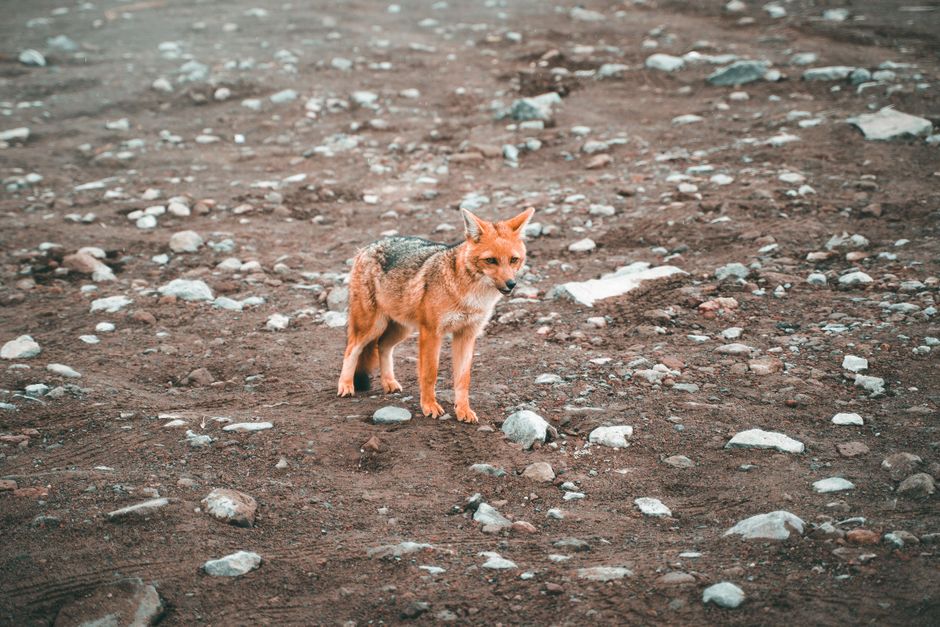 An Andean fox standing alone on a rocky terrain, showcasing its natural habitat in a desolate landscape.