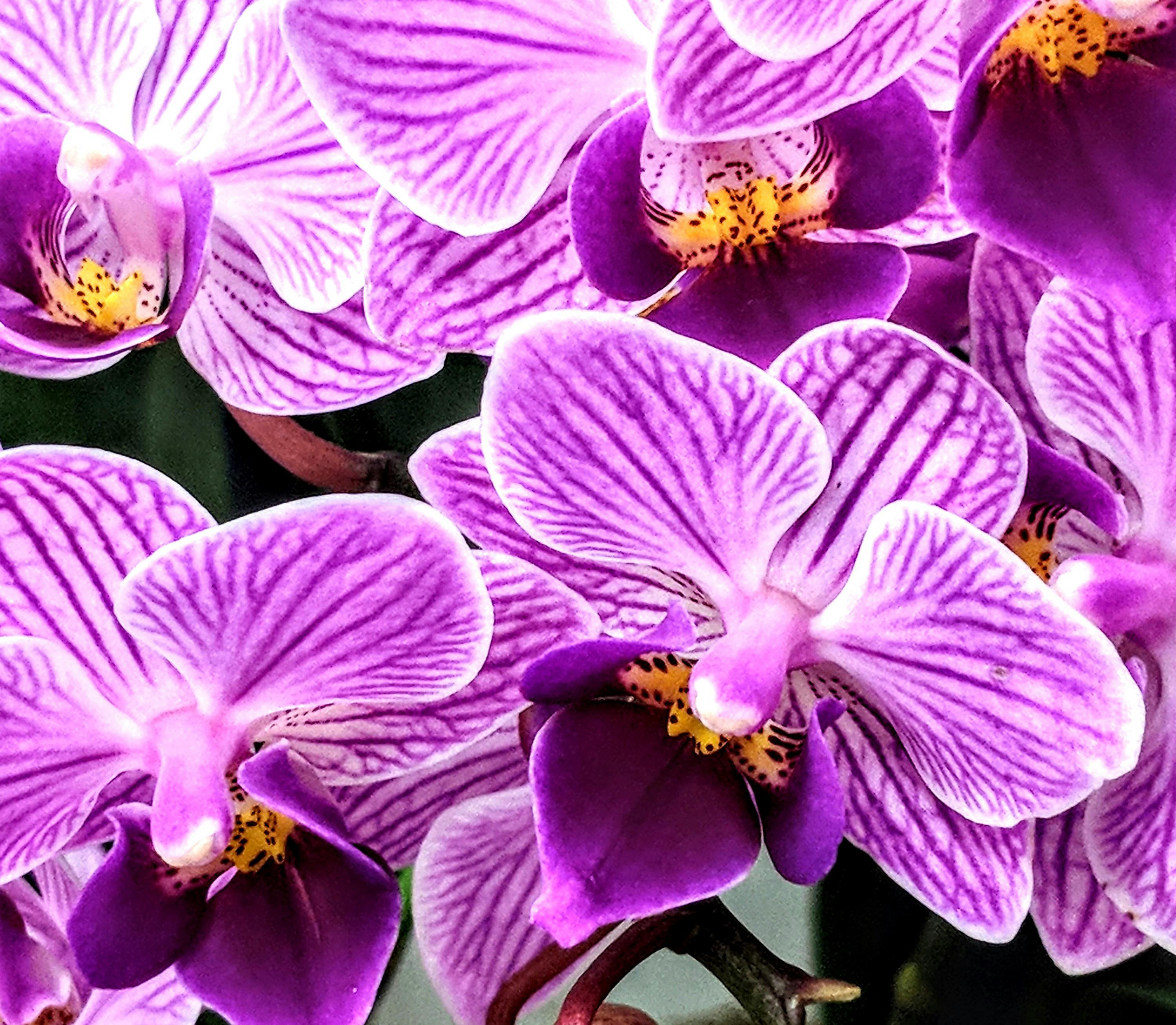 Paling Populer 12+ Wallpaper Bunga Anggrek Ungu - Gambar Bunga Indah