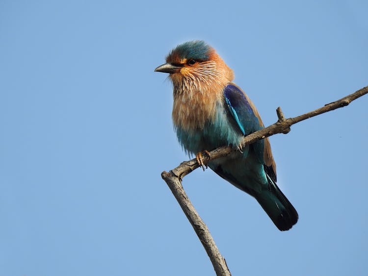 Roller Perching On Branch