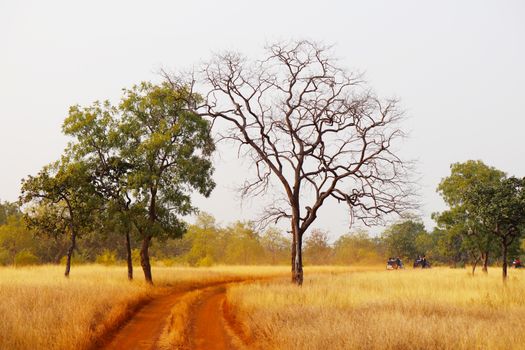 A beautiful rural landscape featuring a winding dirt road amidst golden fields and trees.