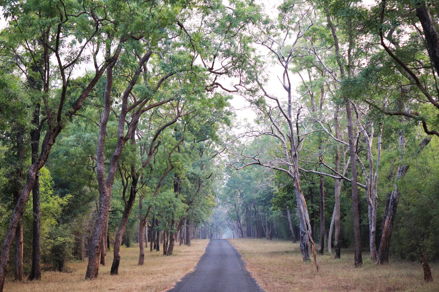 Hit the forest road