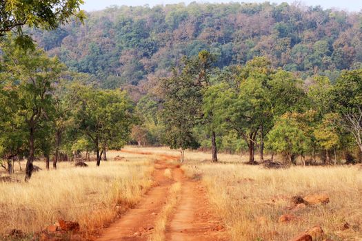 A scenic dirt road winds through a lush green forest during summer, evoking a sense of adventure and tranquility.