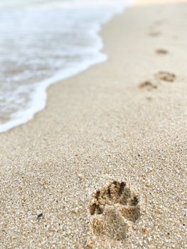 A paw print in the sand with waves approaching on a Hong Kong beach.
