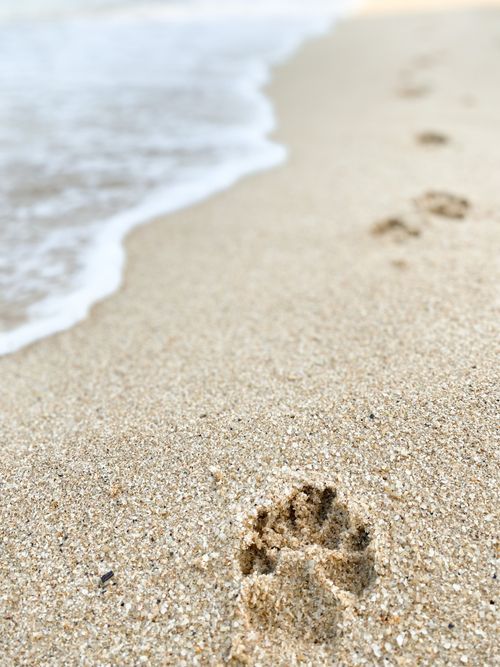 Free A paw print in the sand with waves approaching on a Hong Kong beach. Stock Photo